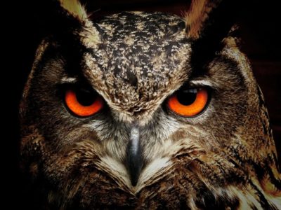 Gros plan-d'un-hibou-face