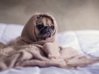 carlin-chien-sur-lit-couvert-avec-couverture