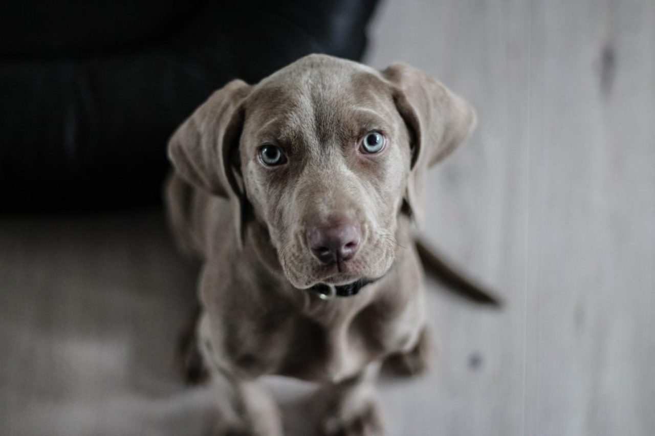 photo d'un chien adulte marron foncé